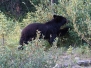 Jasper National Park