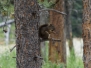 Yellowstone NP